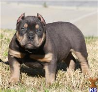 american pit bull puppy posted by Exotic Bully